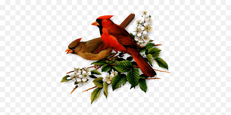 Red Bird - Roger Tory Peterson Art Emoji,Cardinal Emoji
