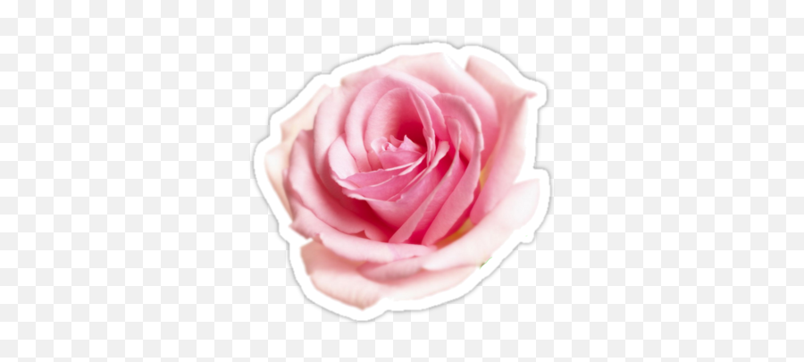 Pin - Pink Rose Emoji,Pink Rose Emoji