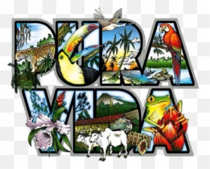 Puravida Puravidamae Sticker - Costa Rica Pura Vida Emoji,Costa Rica Emoji