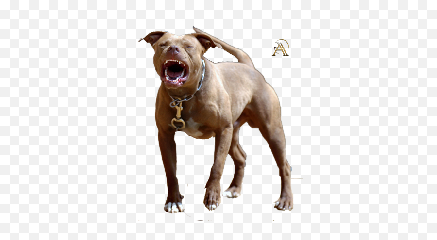 Pit Bull Psd Official Psds - Pitbull Wild Emoji,Pitbull Emoji