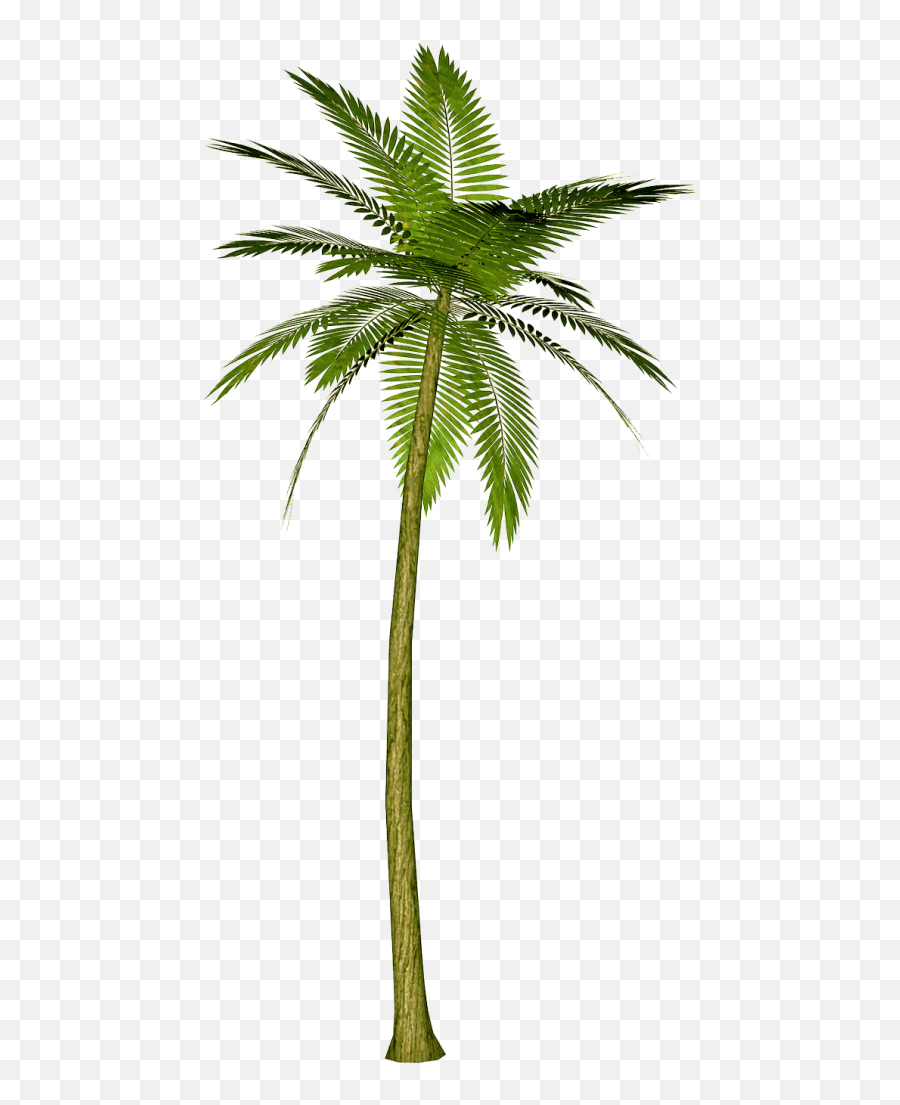 Palm Tree Clip Art - Palm Tree No Background Emoji,Palm Tree Emoji Png