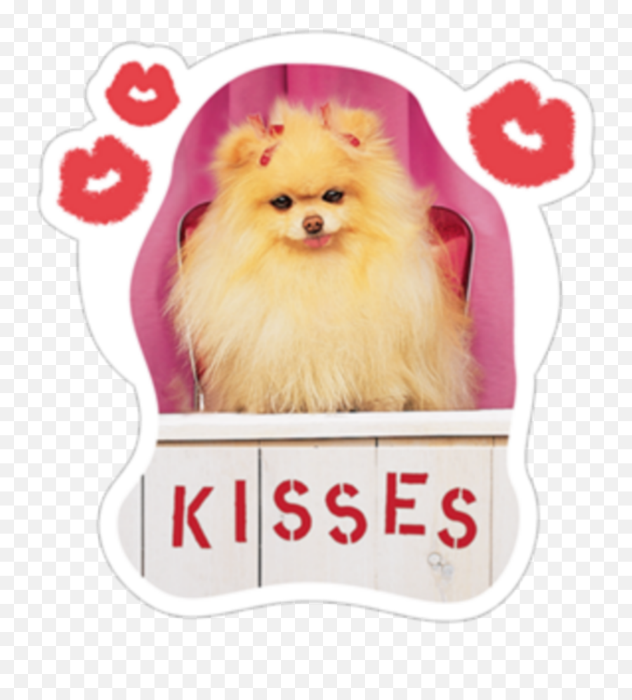 Cute Puppy Dog Kisses Lips Pomeranian - Pomeranian Emoji,Pomeranian Emoji