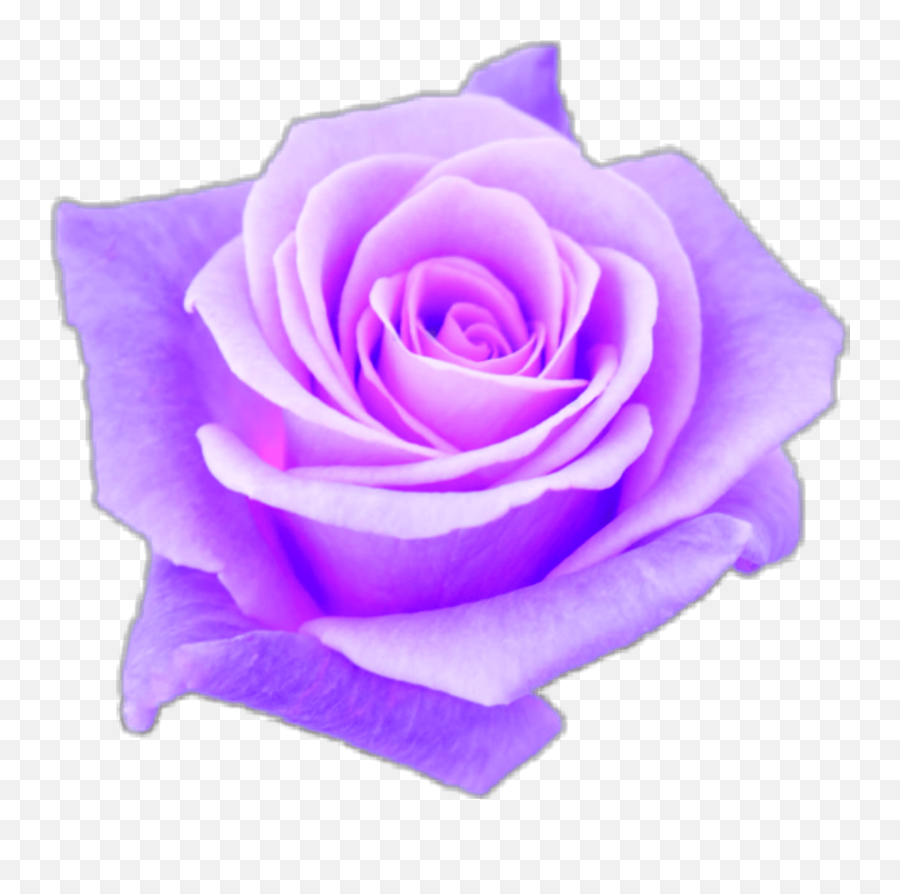 Download Purple Rose Png - Aesthetic Images Purple Background Emoji,Rose Emoji Png