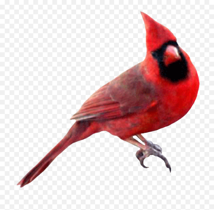 Trending Cardinal Stickers - Cardinal Bird Png Emoji,Cardinals Emoji