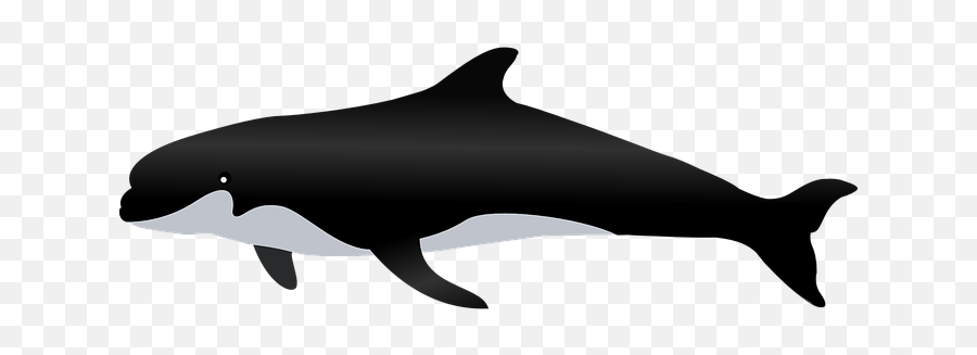 Free Whale Fish Illustrations - Whale On White Background Emoji,Orca Emoji