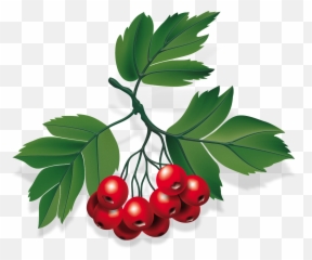 Berry Red Leaves Berries Red Fruits - Baya Png Emoji,Emoji Leaf And Pig