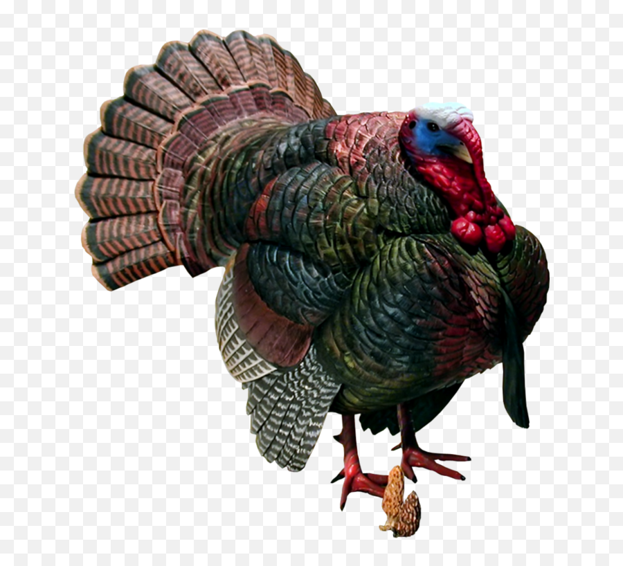 Turkey Thanksgiving Clipart Images - Turkey Transparent Png Emoji,Turkey Emoji Png
