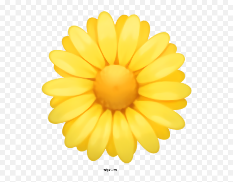 Holidays Yellow Gerbera Petal For - Yellow Flower Emojis,Daisy Emoji