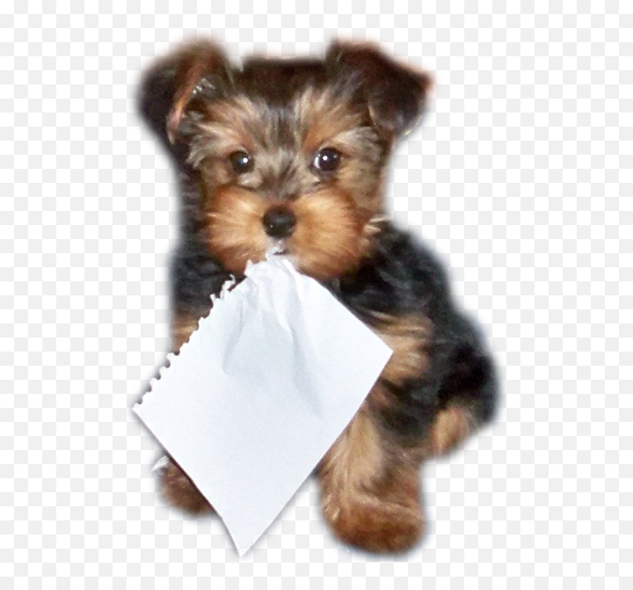 Pet Letters Homepage - Vulnerable Native Breeds Emoji,Guess The Emoji Dog And Bone