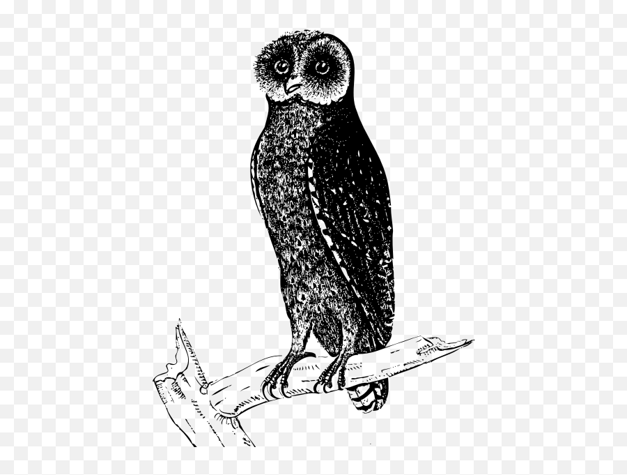Image Of Black Owl - Owl Emoji,Moon Emoji