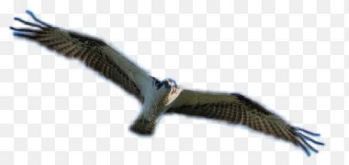 Largest Collection Of Free - Golden Eagle Emoji,Hawks Emoji