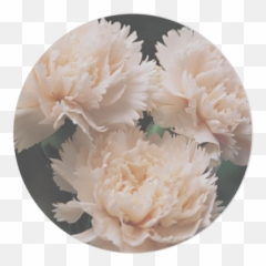 CHOCOLATE CHIP COOKIE QUEST u2014 TEA WITH MILK - Common Peony Emoji
