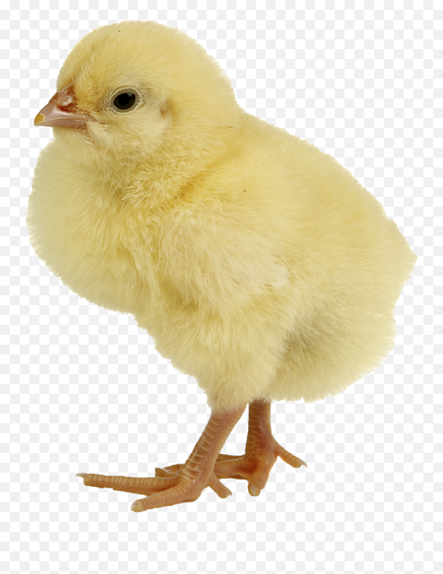 Chick Chicken Transparent Png Clipart - Transparent Baby Chick Png Emoji,Hen Emoji