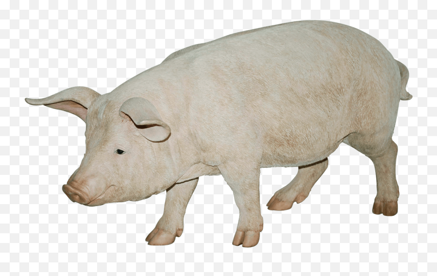 Download Pig Png Image Hq Png Image - Pig Animal Pictures Png Emoji,Pig Knife Emoji