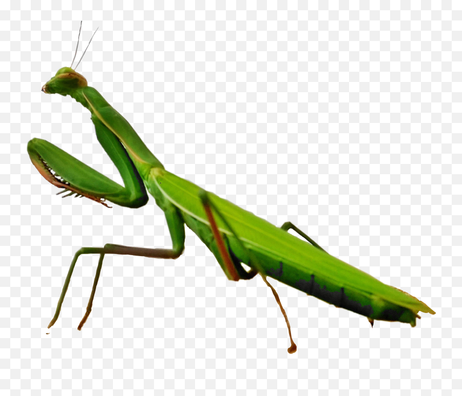 Scinsects Insects Mantis - Mantidae Emoji,Mantis Emoji