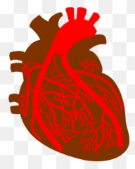Heart Coronary Artery - Coronarias Png Emoji