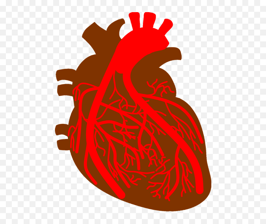 Heart Coronary Artery - Coronarias Png Emoji,Easter Emoticons Iphone