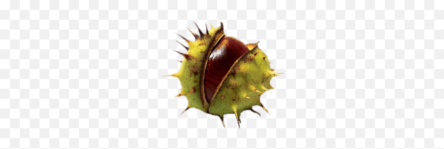 Search Results For Horses Png - Does Horse Chestnut Seed Look Like Emoji,Chestnut Emoji