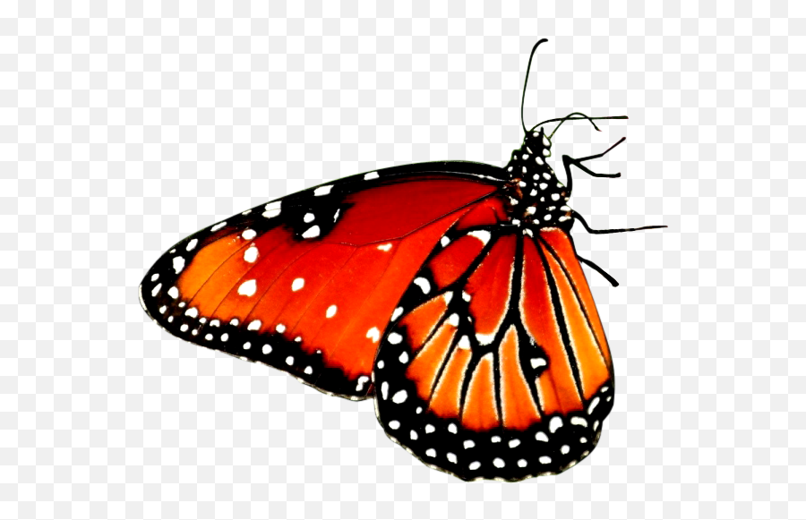 Beautiful Butterfly Desktop Wallpaper Hi 931661 - Png Butterfly Png Transparent Background Emoji,Emoji High Definition