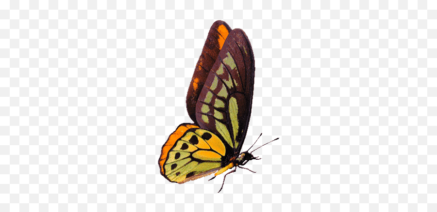 Top Insect Stickers For Android U0026 Ios Gfycat - Butterfly Animated Gif Emoji,Butterfly Emoji