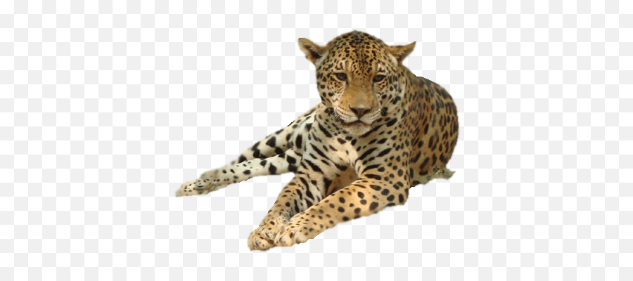 Leopard Png Images - Leopard Png Hd Emoji,Leopard Emoji