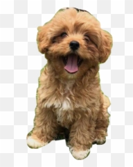 Brown Tan Puppy Yawning Laughing Furry Emoji
