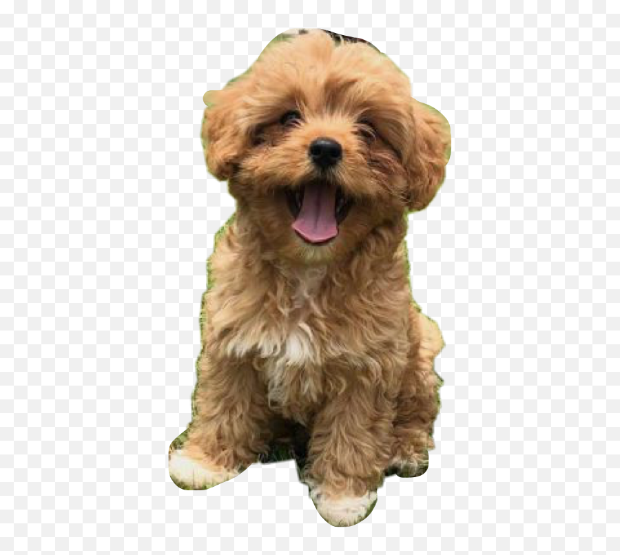 Brown Tan Puppy Yawning Laughing Furry Emoji,Laughing Dog Emoji