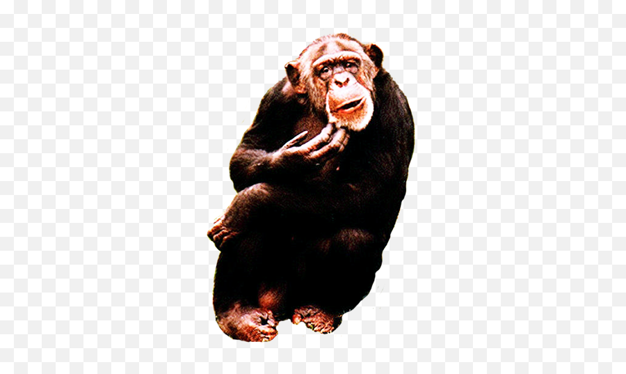 Animal Clip Art - Chimpanzee Emoji,Camel Emoticons