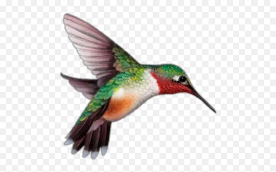 Hummingbirds Stickers For Whatsapp - Hummingbird Illustration Emoji,Hummingbird Emoji
