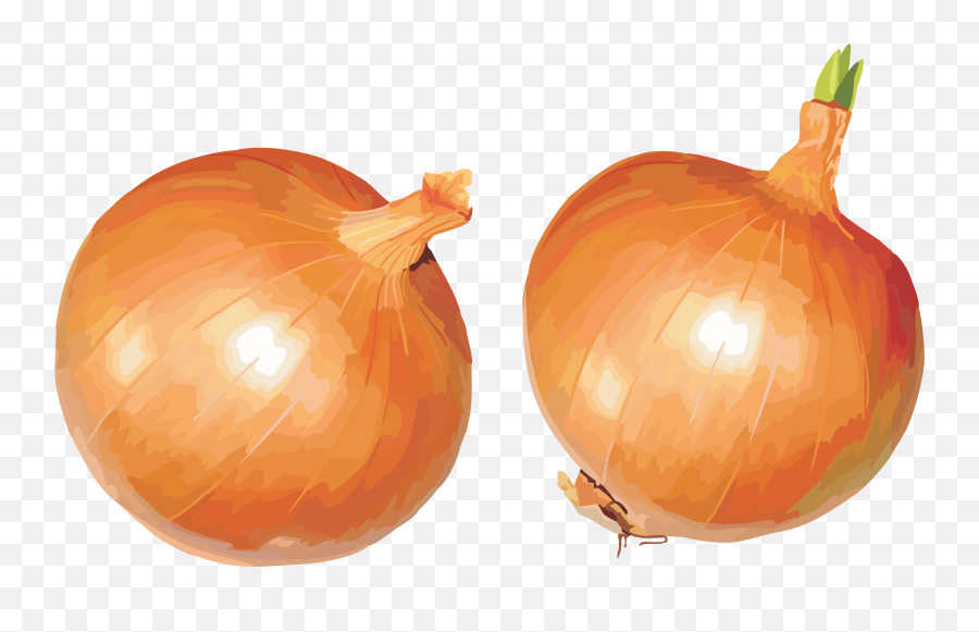 Free Onions Cliparts Download Free Clip Art Free Clip Art - Onions Clipart Emoji,Onion Emoji