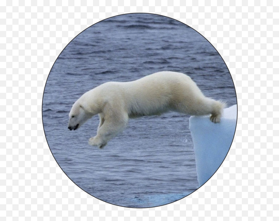 Polar Bear Plunge Logo Medal - Polar Bear Jumping Png Emoji,Bear Fire Emoji