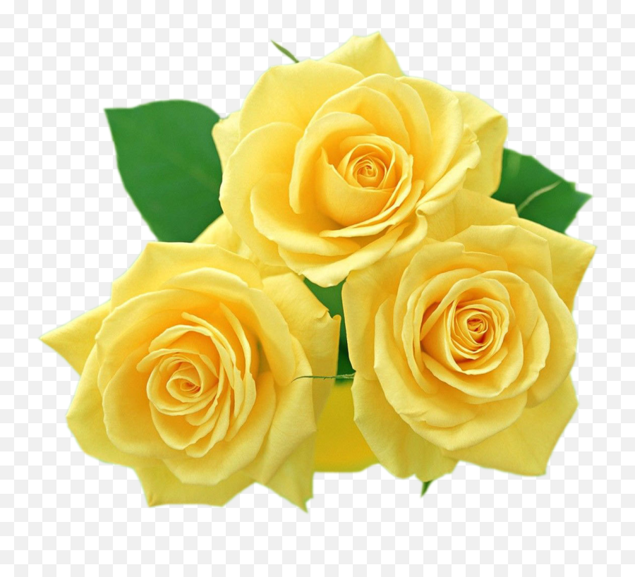 Yellow Rose Flower Images Download - Yellow Rose Clipart Emoji,Flower Emoji Copy And Paste