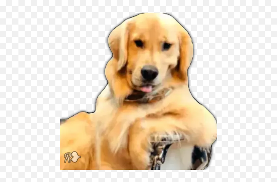 Dogs 1 Stickers For Whatsapp - Dog Emoji,Golden Retriever Emoji