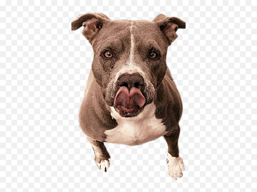 Our Family - American Pit Bull Terrier Emoji,Pit Bull Emoji