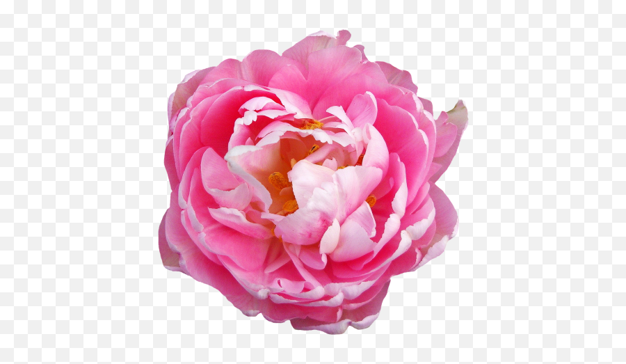 Pink Flower Png Transparent - Transparent Pink Flower Png Emoji,Pink Flower Emoji Png