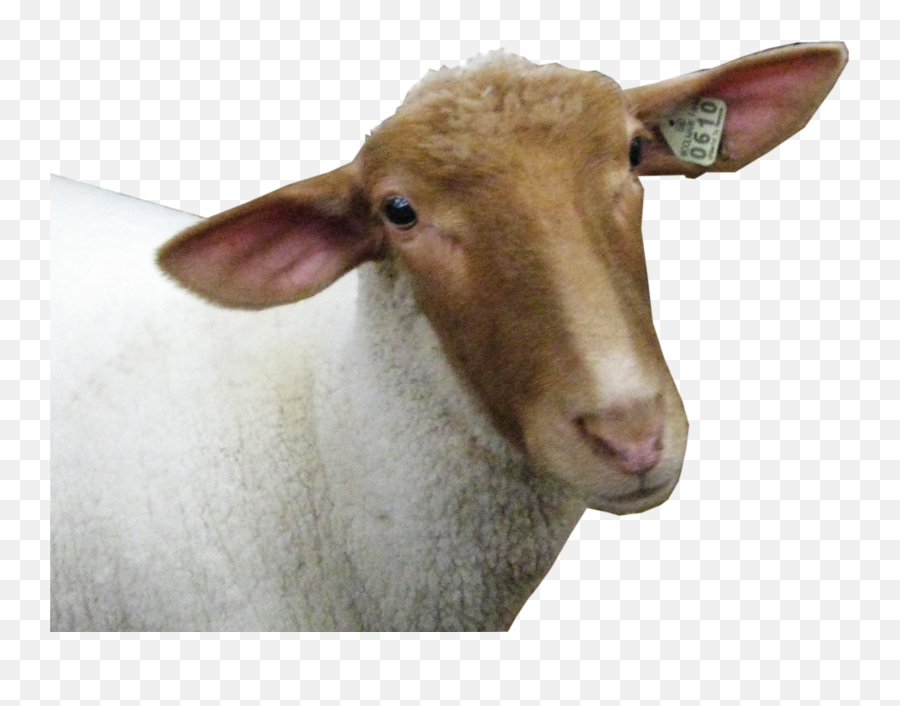 Clipart Sheep Sheep Head Clipart Sheep - Sheep Head Png Emoji,Ewe Emoji