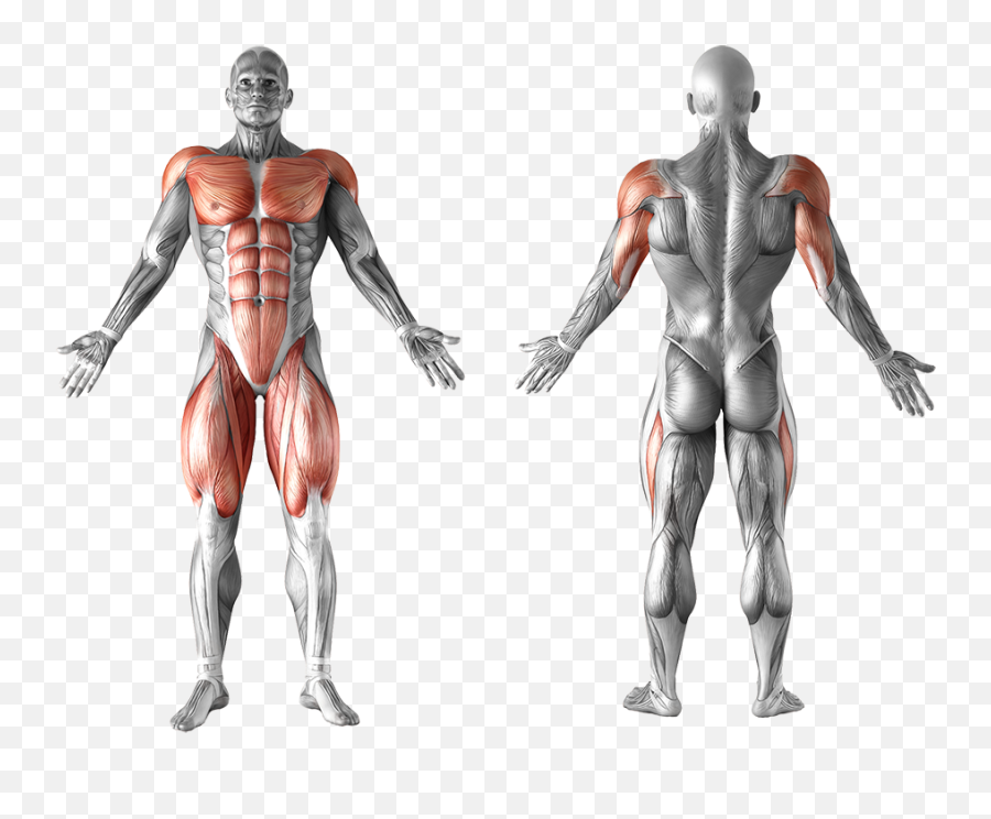 Blog U2014 Fit - C Fitness Industry Technology Council Human Muscle Png Emoji,Workout Emojis