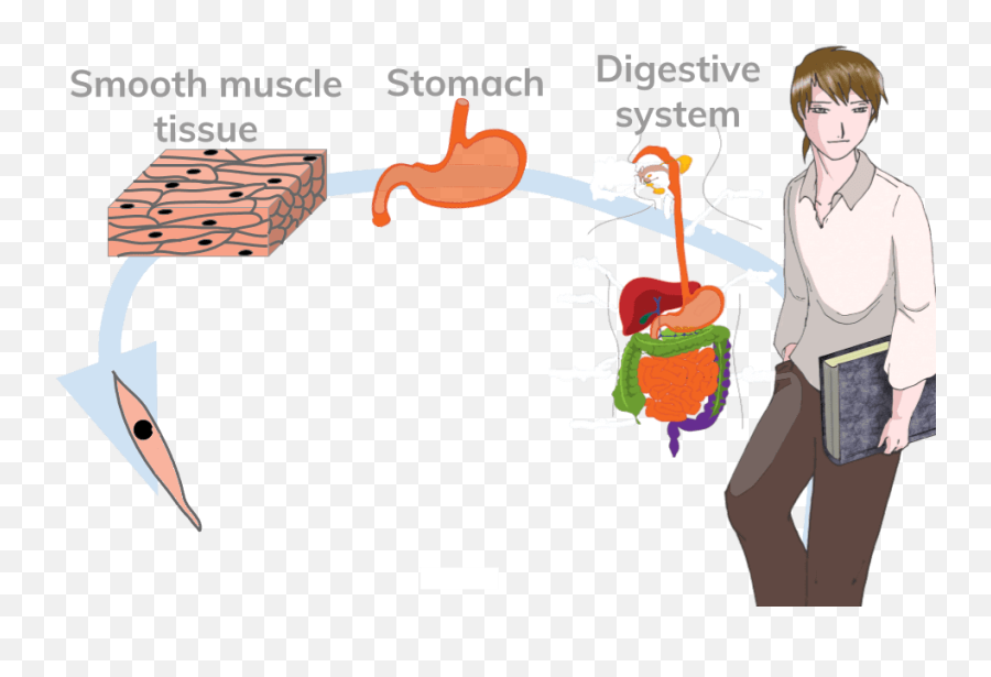 Muscle Clipart Epithelial Tissue Muscle Epithelial Tissue - Digestive System Diagram Emoji,Tissue Box Emoji