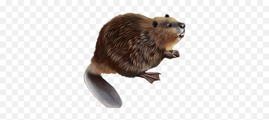 Beaver - Punxsutawney Phil Emoji,Beaver Emoji