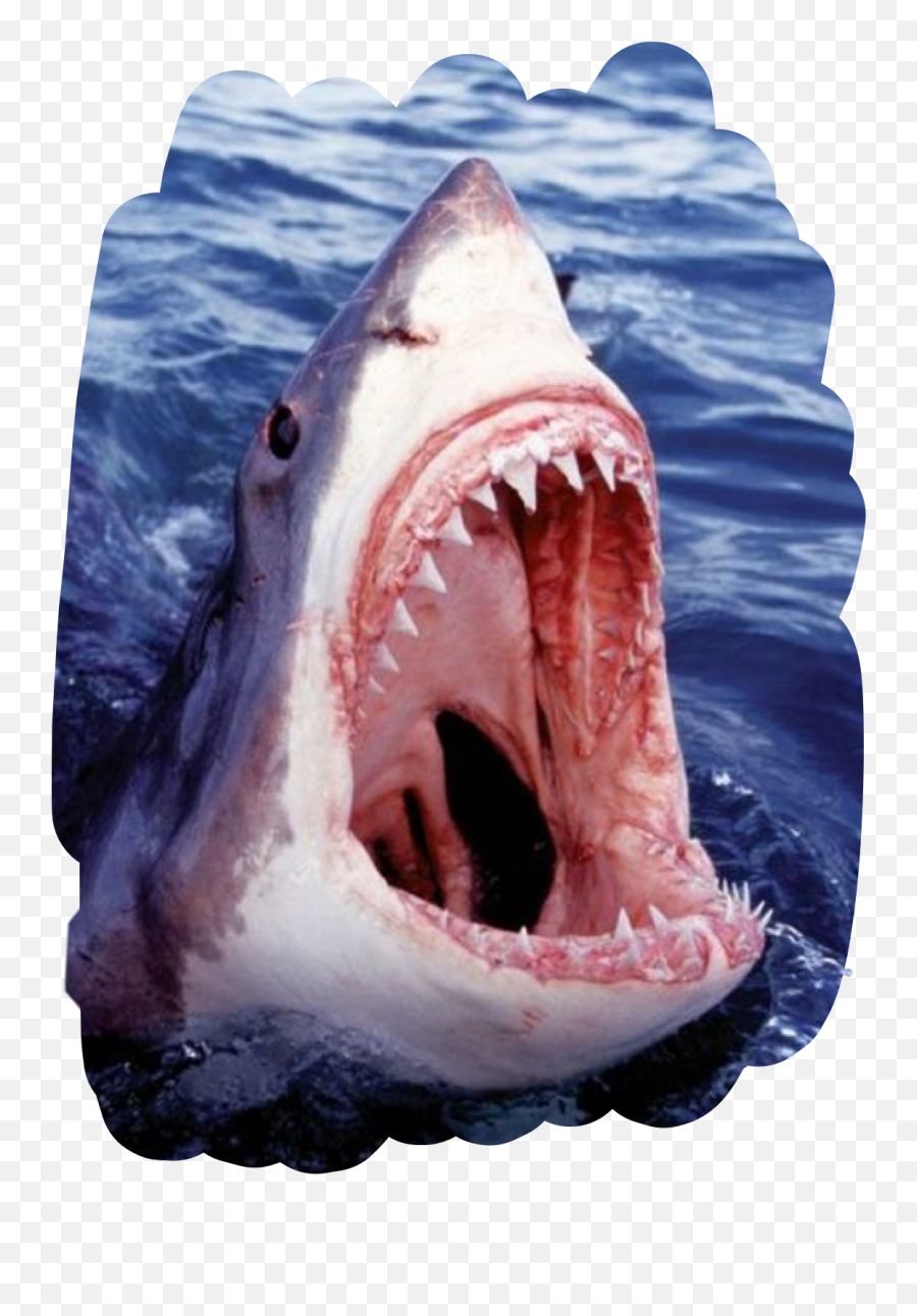 Shark Teeth Open Water Freetoedit - Great White Shark Mean Emoji,Shark Emoji