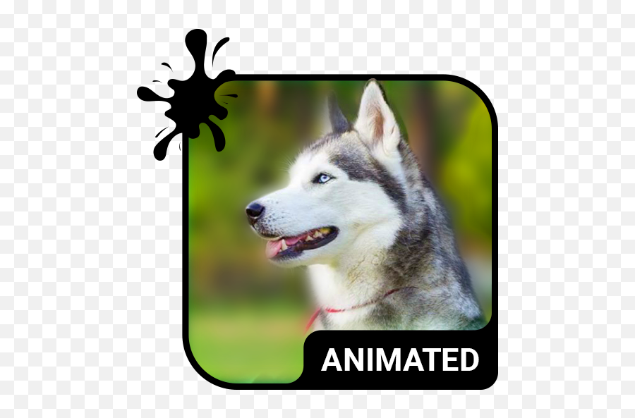 Cute Husky Animated Keyboard Live Wallpaper - Apps On Animated Tornado Emoji,Husky Emoji