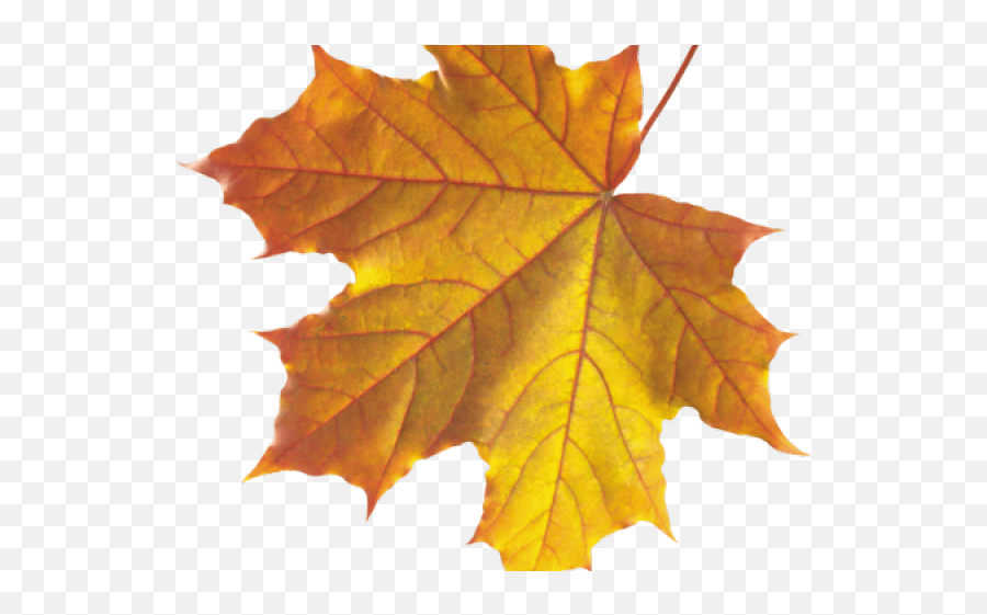 Real Fall Leaves Png Transparent - Realistic Falling Leaves Png Emoji,Leaves Emoji