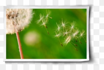 Download I Still Remember The Joy Of - Dandelion Emoji