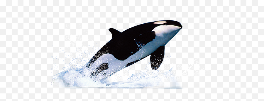 Whale Baleia Orca - Killer Whale Transparent Background Emoji,Orca Emoji