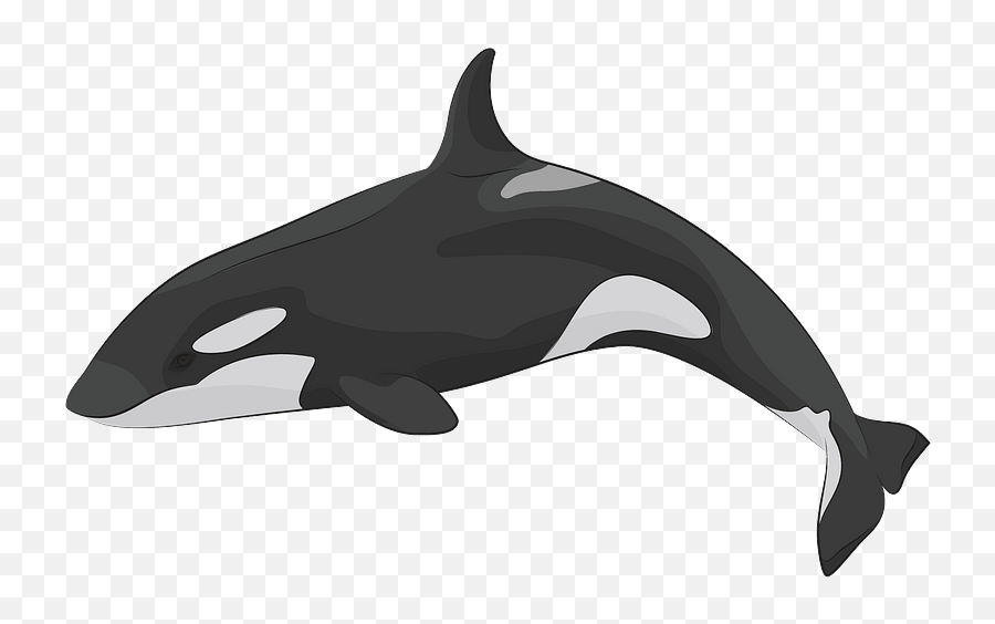 Killer Whale Clipart - Killer Whale Clipart Emoji,Orca Emoji