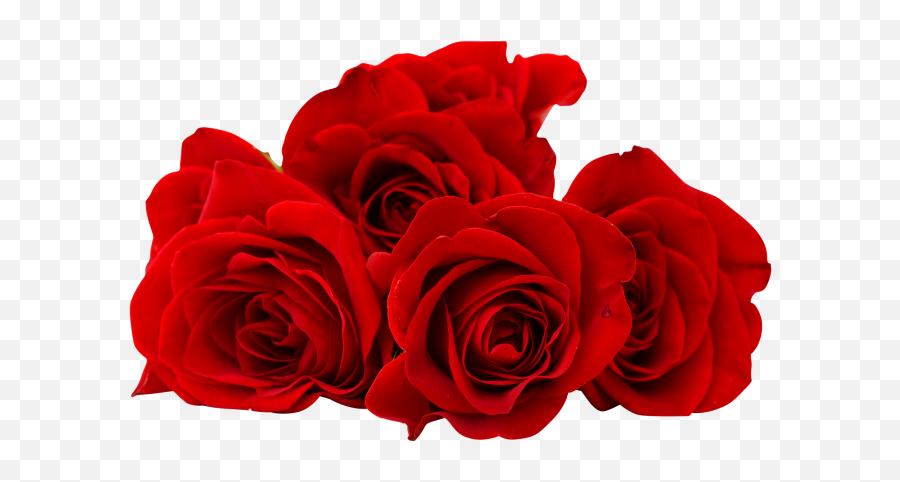 Flowers Png Tumblr - Red Rose Png Emoji,Good Morning Emoji