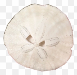 Sanddollar Real Tiny Mini Sticker - Dollar Emoji