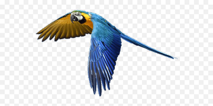 Parrot - Transparent Background Flying Parrot Png Emoji,Parrot Emoji