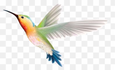 Hummingbird Clipart Web Clipart - Transparent Background Humming Bird Png Emoji,Hummingbird Emoji