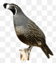 Bird Perched Quail Sticker - Squail Pic Png Transparent Background Emoji
